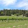 Bickley-Carmel Valley