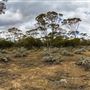 Salmon Gums