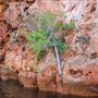 Yardie Creek