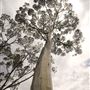 Salmon Gums