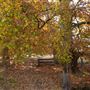 Golden Valley Tree Park