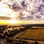 Wise Wines- Eagle Bay