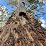 Pemberton - Warren National Park