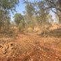 Kimberley-Charnley River Rainforest