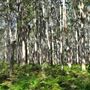 Boranup Karri Forest Margaret River