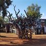 Bullara Station