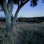 Greenleaf