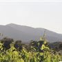 Shepherds Hut Winery