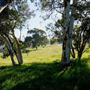 Brigadoon - Campresic Road