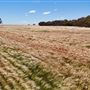 Katanning