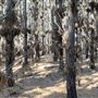 Jarrahdale Pine Plantations