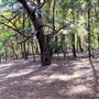 Jarrahdale Pine Plantations
