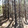 Jarrahdale Pine Plantations