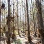 Jarrahdale Pine Plantations