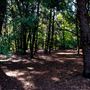 Jarrahdale Pine Plantations
