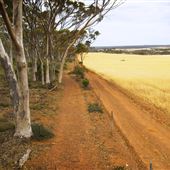 Salmon Gums