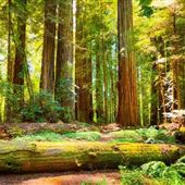 Dwellingup State Forest