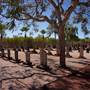 Broome - Japanese Cemetery