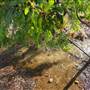 Faber  Vineyard, Swan Valley