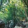Kimberley Rain Forest