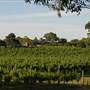 Sandalford Vineyards