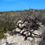 Abrolhos Islands - East Wallabi