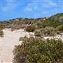 Abrolhos Islands - East Wallabi