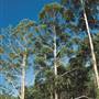 RAC Karri Valley Resort