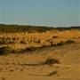 Pinnacles - Nambung National Park