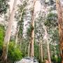 Pemberton - Warren National Park