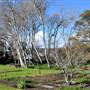Albany - Strawberry Hill Farm