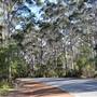 Denmark/Albany Forest Roads