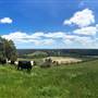 Nannup - Xmas Brook Farm