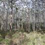 Boranup Karri Forest Margaret River