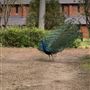 Fairbridge Village, Pinjarra