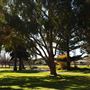 Albany- Eyre Park