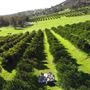 The Orchard Perth Pty Ltd