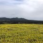 Craigendarroch, Porongurup
