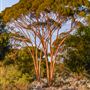 Goldfields - Esperance Region