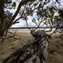 Hopetoun