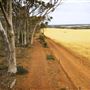 Salmon Gums