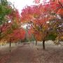 Golden Valley Tree Park