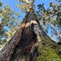 Pemberton - Warren National Park