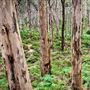 Boranup Karri Forest Margaret River