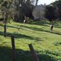 Boraning