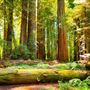 Dwellingup State Forest