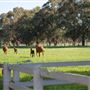 Alwyn Park Stud