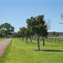 Gold Front Breeding & Racing