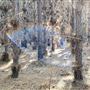 Jarrahdale Pine Plantations