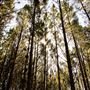 Jarrahdale Pine Plantations